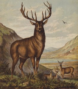 Cerf - English School