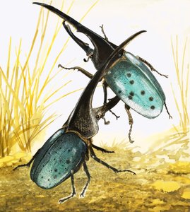 Cerfs-volants - English School