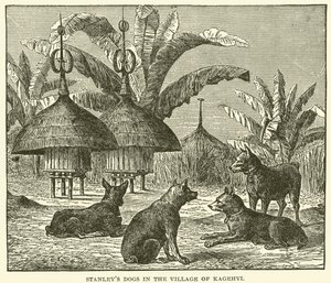 Les chiens de Stanley dans le village de Kagehyi (gravure) - English School