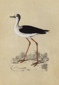 Échasse - English School