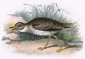 Œdicnème criard - English School