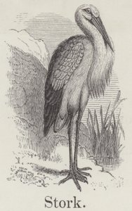 Cigogne (gravure) - English School