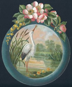 Cigogne debout dans l