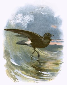 Pétrel tempête - English School