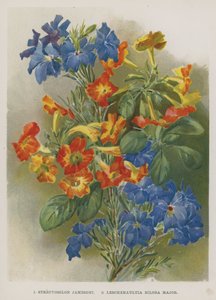 Streptosolon Jamesoni, Leschenaultia Biloba Major - English School