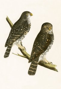 Strix Pusilla, illustration de 