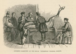 Étudiants en train de disséquer au Royal Veterinary College, Londres (gravure)