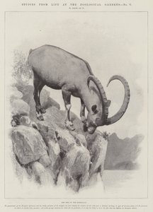 Études de la vie aux jardins zoologiques - English School