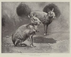 Études de la vie aux jardins zoologiques, maras ou cavies patagoniens - English School