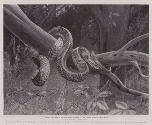 Études de la vie aux jardins zoologiques, serpent corail sud-américain - English School