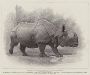 Études de la vie aux jardins zoologiques, le grand rhinocéros indien - English School
