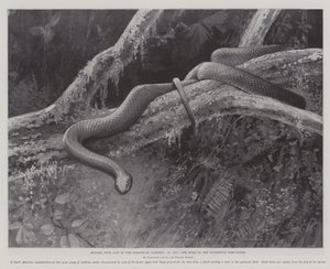 Études de la vie aux jardins zoologiques, la maison du serpent arboricole plombé - English School