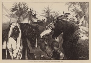 Études de chevaux arabes récemment exposés à l