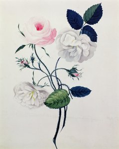 Étude de roses blanches et roses, c.1820 - English School