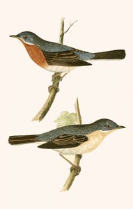 Fauvette des Alpes, illustration de 