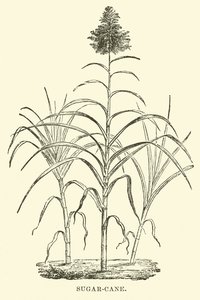 Canne à sucre - English School