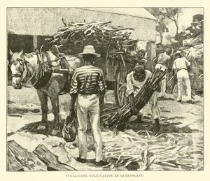 Culture de la canne à sucre dans le Queensland - English School