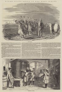 Culture de la canne à sucre aux Antilles (gravure) - English School