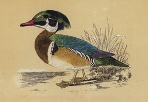 Canard d