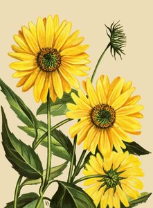 Tournesol - English School