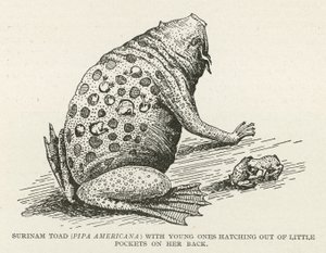 Crapaud de Surinam - English School
