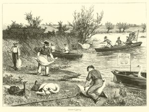 Swan-Upping - English School