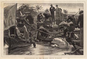 Swan-upping sur la Tamise au-dessus de Windsor - English School