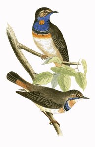 Gorgebleue à miroir suédoise, illustration de 