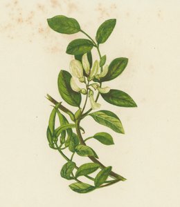 Astragale douce, Astragalus Glyciphyllus - English School