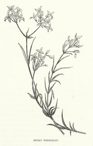 Aspérule odorante - English School