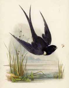 Swift - English School