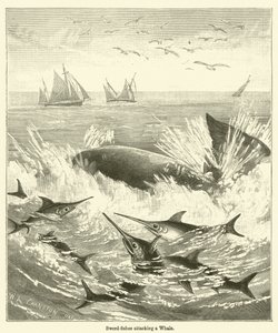 Les Espadons attaquant une Baleine - English School