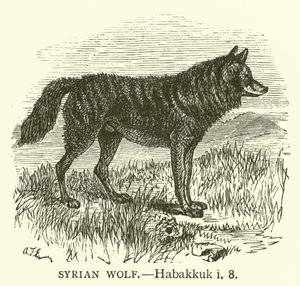 Loup Syrien, Habacuc, i, 8 - English School