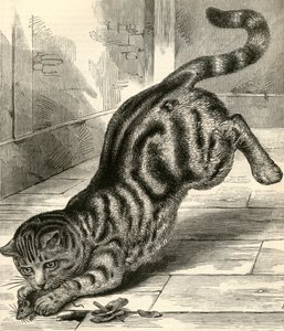 Chat tigré bondissant sur une souris