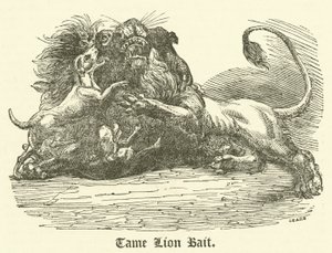 Appât de lion apprivoisé - English School