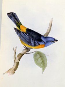 Tanagra Darwini, planche 34 de La Zoologie du Voyage du H.M.S. Beagle 1832-36, par Charles Darwin (1809-92), 1840 - English School
