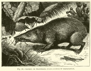 Tanrec, ou Trandraka (Centetes ecaudatus) de Madagascar - English School