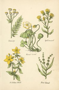 Tanaisie, Nard, Oxalis, Millepertuis, Massette - English School