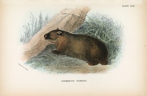 Wombat de Tasmanie - English School