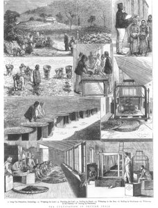 Culture du thé en Inde britannique, 1876 - English School