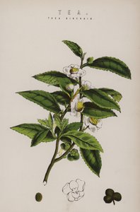Plante de thé - English School