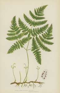 Polypode à trois branches tendres - English School
