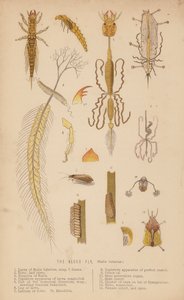 La Mouche de l