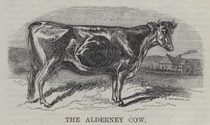 La Vache d