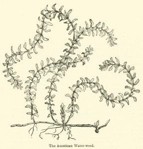 La Renouée d