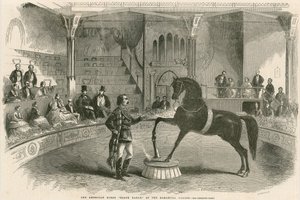 Le cheval américain Black Eagle au Palais de l