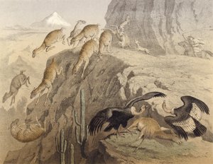 Les montagnes des Andes au Pérou, chasse au lama, le condor - English School