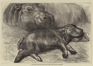 Le bébé hippopotame au jardin zoologique - English School