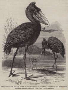 Le Balaeniceps rex, ou cigogne du Nil blanc, récemment ajouté aux jardins de la Société zoologique, Regent