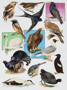 Les Oiseaux de Grande-Bretagne - English School